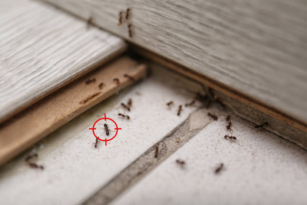 Best Local Pest Control Services  in Marion, SC