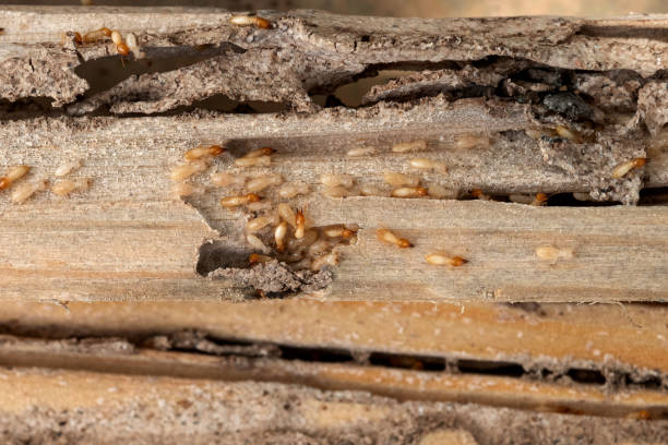 Best Pest Removal Services  in Marion, SC